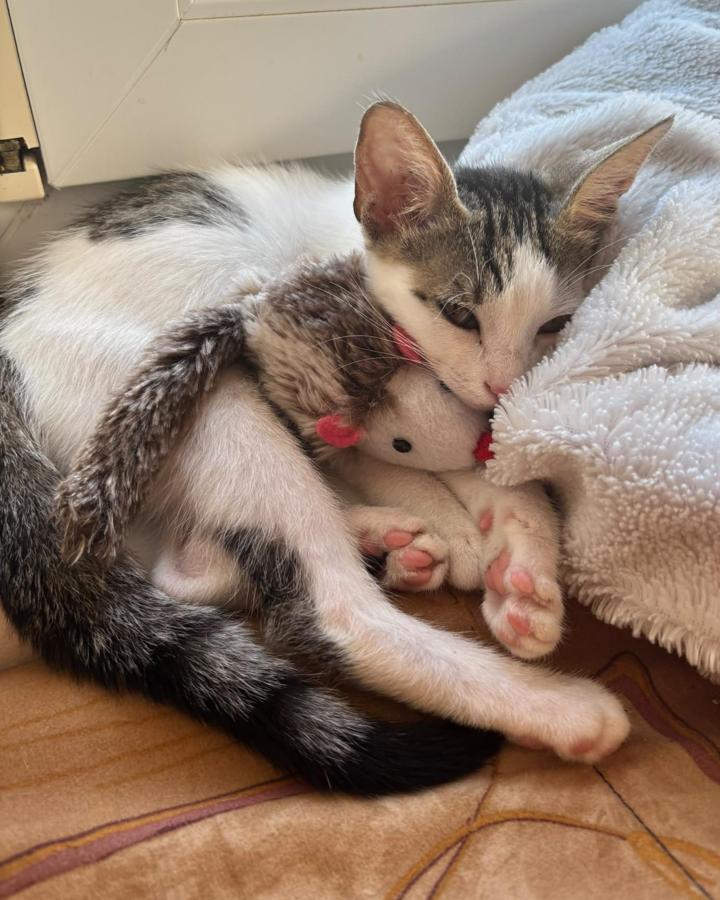 Mila (nugget)