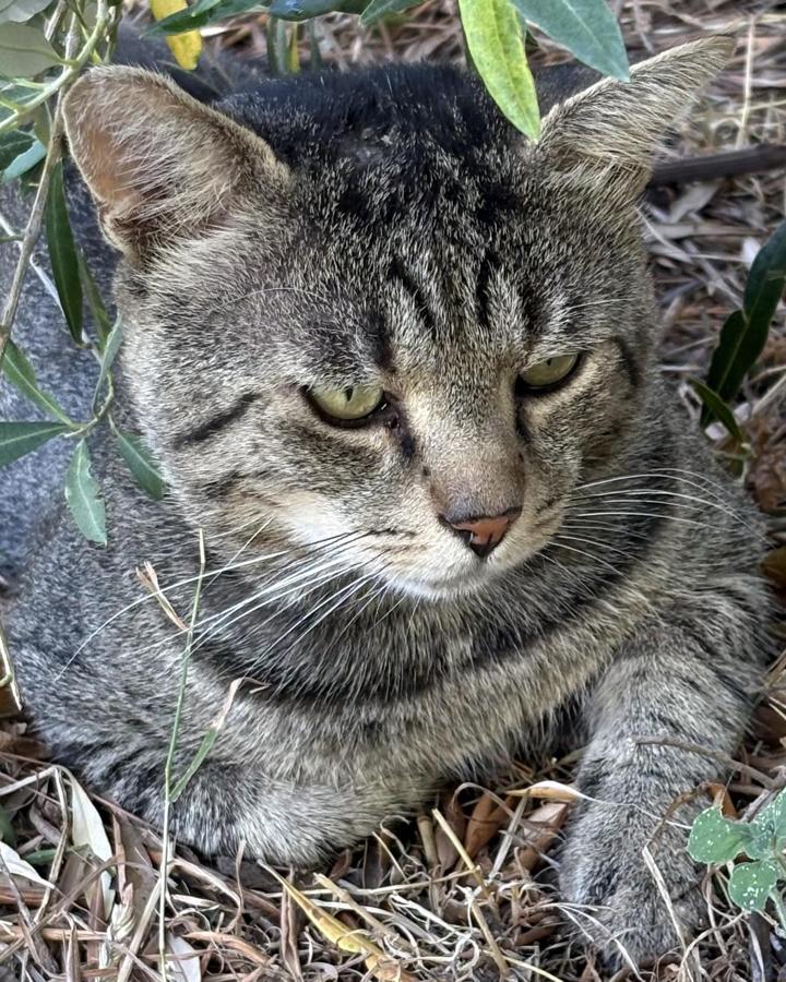 Simon