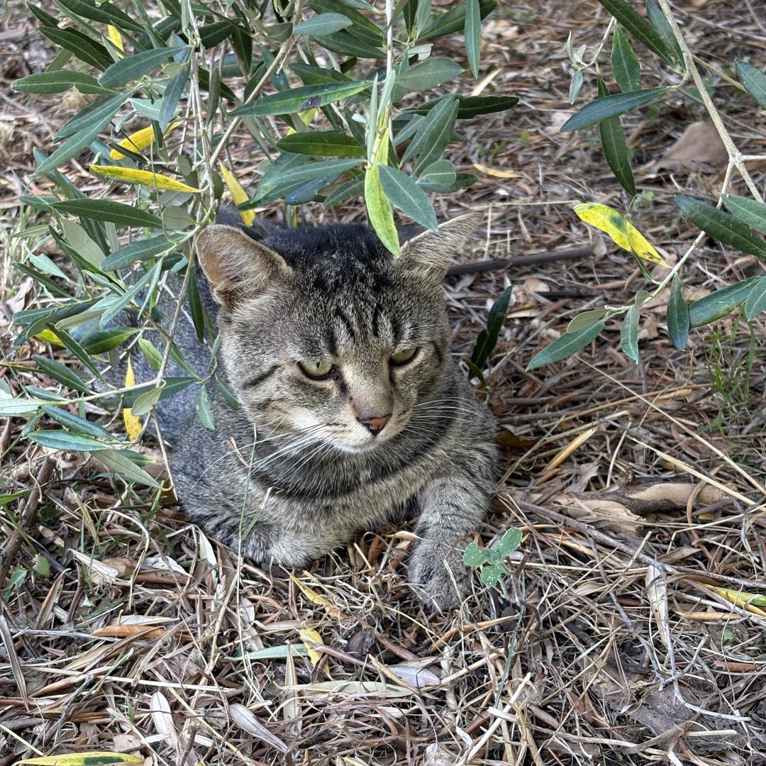 Simon