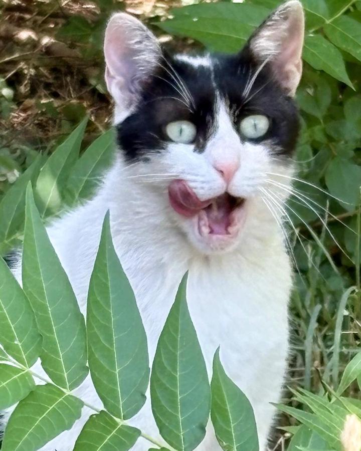 Sparky