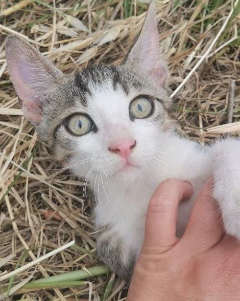 Little Tiger