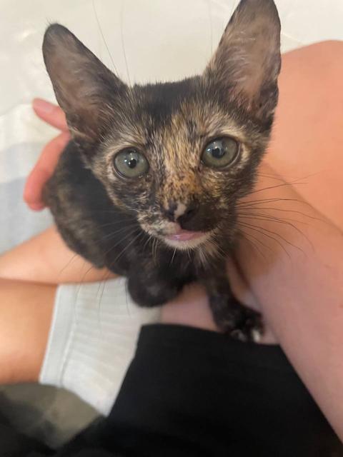 Fostered