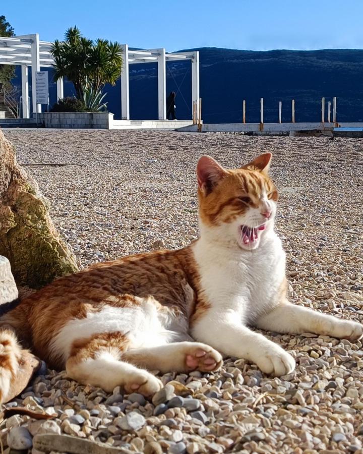 Beach pride kitties