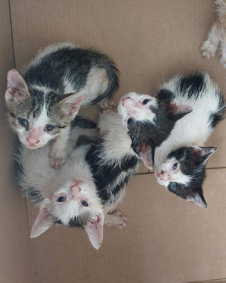 Fantastic 5