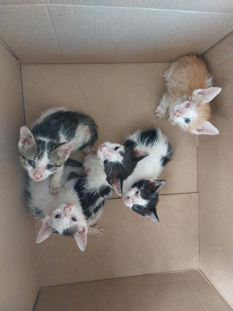 Fantastic 5